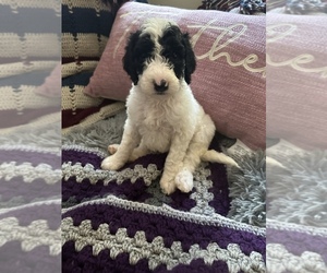 Sheepadoodle Puppy for sale in SHELTON, WA, USA