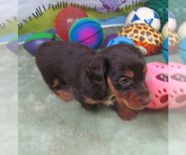 Medium Photo #2 Dachshund Puppy For Sale in RATTAN, OK, USA