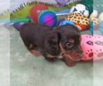 Small #1 Dachshund