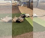 Small #4 Huskies  Mix