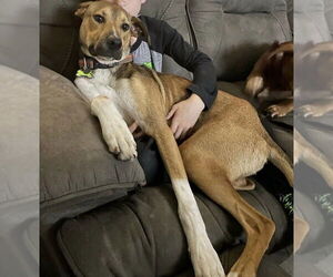 Lenny (TX) - Male Boxer-Unknown Mix Dog for Adoption - Photo #3