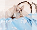 Puppy Dover Chihuahua