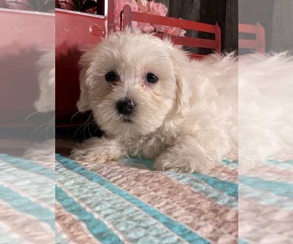 Medium Photo #3 Havaton Puppy For Sale in CANOGA, NY, USA