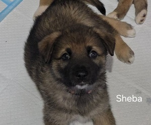 Medium Alaskan Shepherd