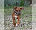 Small Photo #11 Boxer-Unknown Mix Puppy For Sale in McKinney, TX, USA