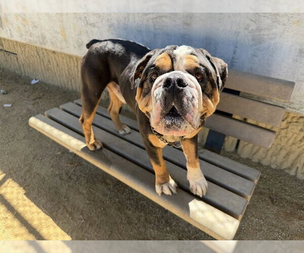 Medium Photo #2 Bull-Pei Puppy For Sale in Berkeley , CA, USA