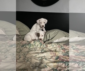 American Staffordshire Terrier Puppy for sale in PHILADELPHIA, PA, USA