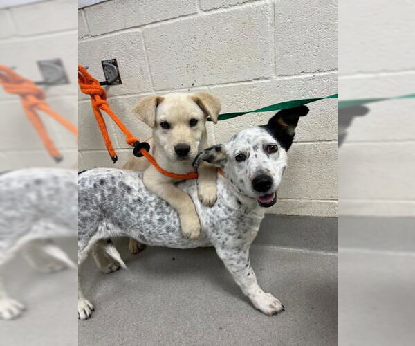 Medium Photo #2 Mutt Puppy For Sale in Rockaway, NJ, USA