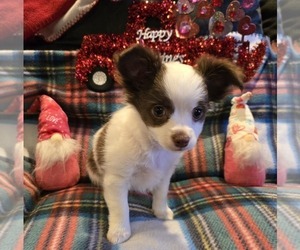 Chihuahua Puppy for sale in OREGON, WI, USA