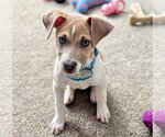 Small #6 American Pit Bull Terrier-Labrador Retriever Mix