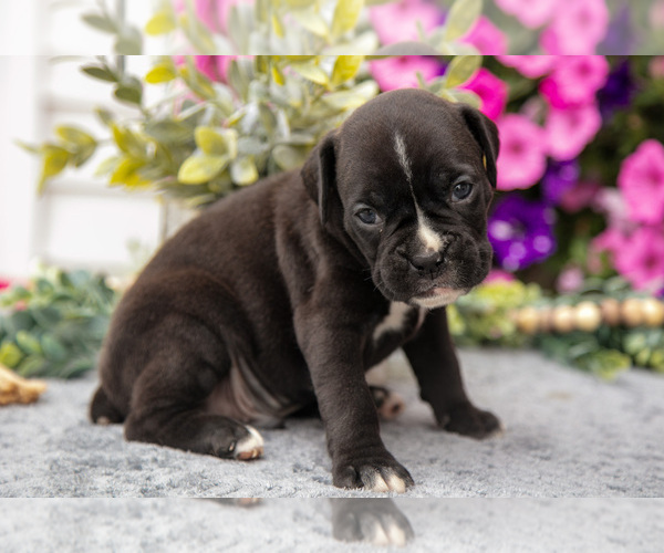 Medium Photo #7 Boxer Puppy For Sale in GRABILL, IN, USA