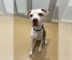 American Pit Bull Terrier Dogs for adoption in Derwood, MD, USA