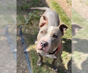 Mikey - Male Mutt Dog for Adoption - Photo #2