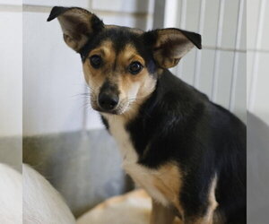 Mutt Dogs for adoption in San Antonio, TX, USA