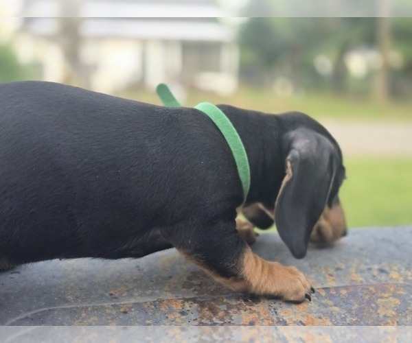 Medium Photo #10 Dachshund Puppy For Sale in CHOCTAW, OK, USA