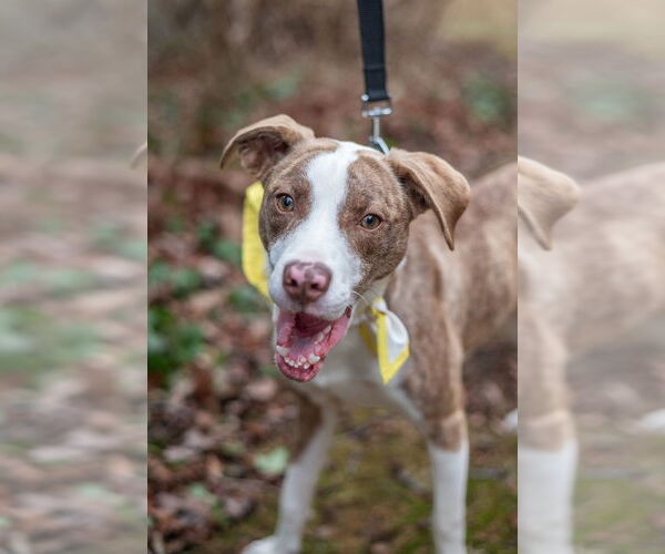 Medium Photo #9 Mutt Puppy For Sale in Oak Bluffs, MA, USA