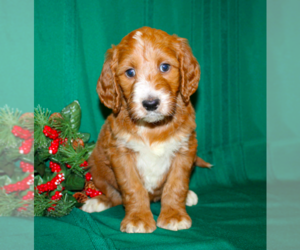 Irish Doodle Puppy for sale in MANHEIM, PA, USA