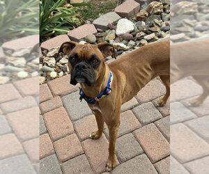 Boxer Dogs for adoption in Chandler, AZ, USA