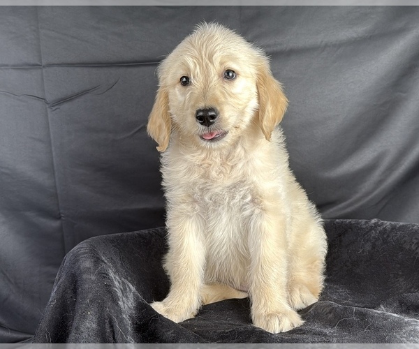 Medium Photo #10 Goldendoodle Puppy For Sale in OCALA, FL, USA