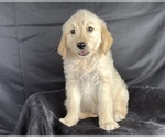 Small #9 Goldendoodle