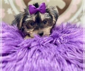 Morkie Puppy for sale in RIPLEY, MS, USA