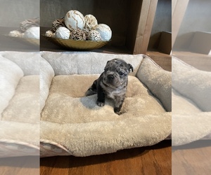 French Bulldog Puppy for sale in ATL, GA, USA