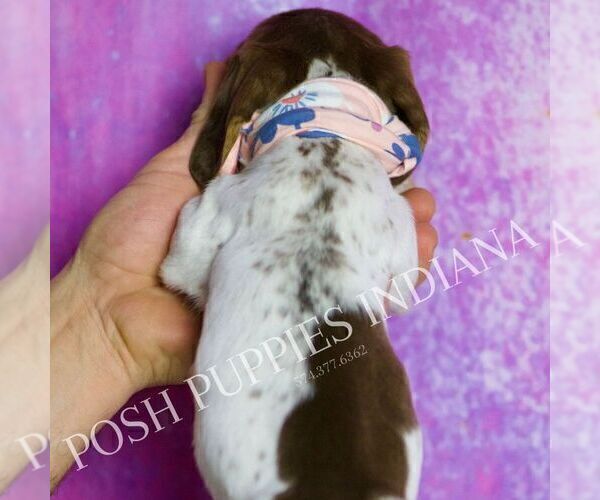 Medium Photo #33 Dachshund Puppy For Sale in WARSAW, IN, USA