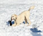 Small Photo #3 Poodle (Standard) Puppy For Sale in Bowmanville, Ontario, Canada