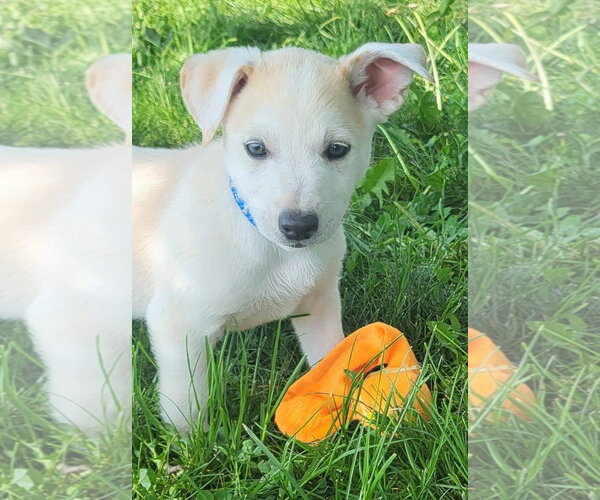 Medium Photo #3 Australian Kelpie-Golden Retriever Mix Puppy For Sale in Germantown, OH, USA