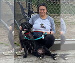 Small #4 Labrador Retriever Mix