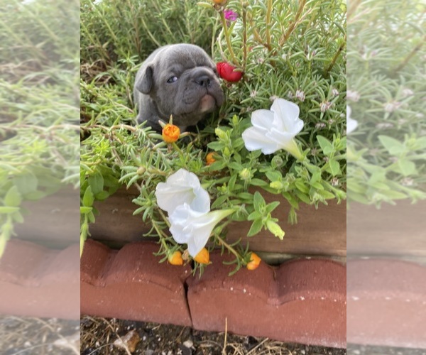 Medium Photo #8 Faux Frenchbo Bulldog Puppy For Sale in FREDONIA, KS, USA