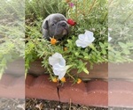 Small #7 Faux Frenchbo Bulldog