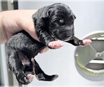 Small American Pit Bull Terrier Mix