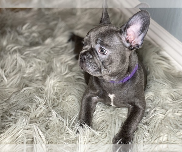 Medium Photo #3 French Bulldog Puppy For Sale in HOLLISTER, CA, USA