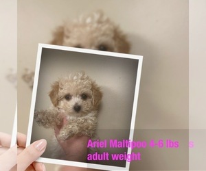 Maltipoo Puppy for sale in CULVER, IN, USA
