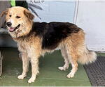 Small #2 Collie Mix