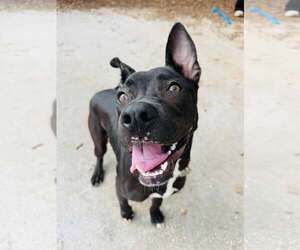 Mutt Dogs for adoption in Houston, TX, USA