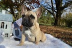 Small Photo #5 French Bulldog Puppy For Sale in HONEY BROOK, PA, USA