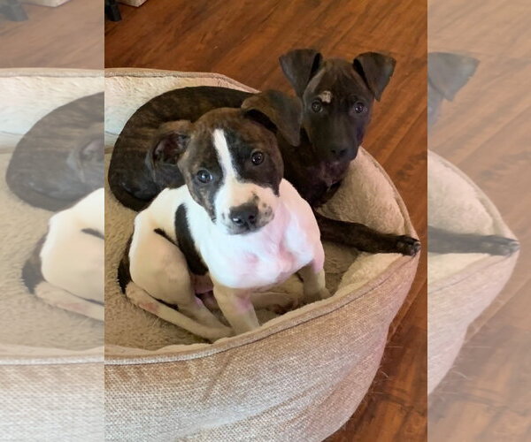 Medium Photo #4 Staffordshire Bull Terrier-Unknown Mix Puppy For Sale in Aurora, CO, USA