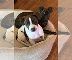 Small #3 Staffordshire Bull Terrier Mix