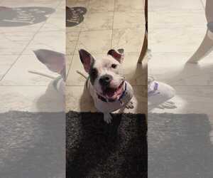 Corbin - Male Mutt Dog for Adoption - Photo #18