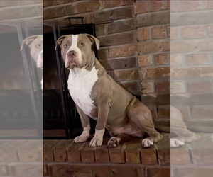 American Bully Puppy for sale in BOLIVAR, MO, USA