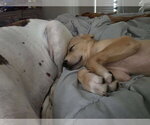 Small #7 Great Dane-Labrador Retriever Mix