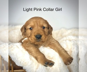 Golden Retriever Puppy for sale in TOMPKINSVILLE, KY, USA