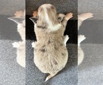 AKC Baby Ruth - Female Chihuahua Puppy for Sale - Photo #5