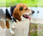 Small #5 Beagle