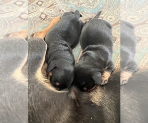 Dachshund Puppy for sale in FAYETTEVILLE, TN, USA