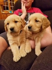 Golden Retriever Puppy for sale in BLUE MOUNDS, WI, USA