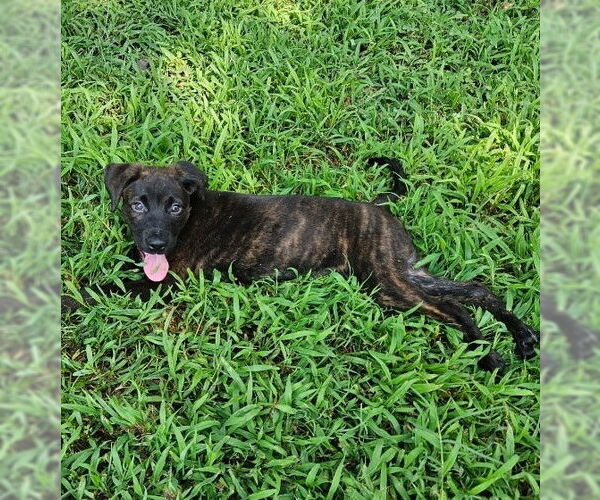 Medium Photo #2 Chihuahua-Labrador Retriever Mix Puppy For Sale in Thomasville, NC, USA