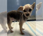 Small #1 Mutt